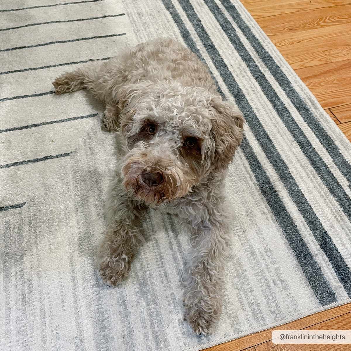 Thad Washable Area Rug - Soft Durable Stylish Floor Covering