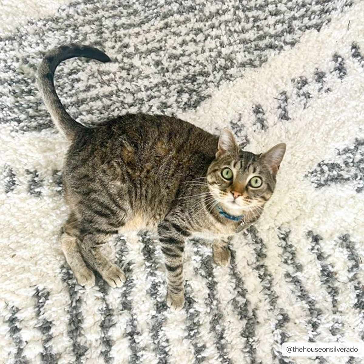 Soft Plush Area Rug - Cozy Home Décor Rug